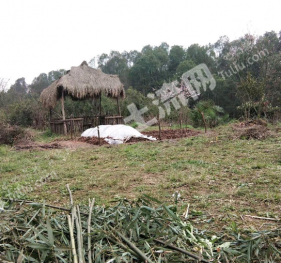 宜昌夷陵区 7亩 水浇地 经营权出租