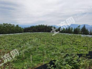 乐山峨边彝族自治县 850 果园 经营权转让