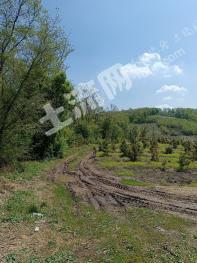 吉林舒兰市 90亩 其它林地 经营权转让