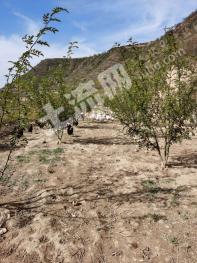 庆阳正宁县400亩果园经营权转让