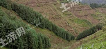 乐山马边彝族自治县 1300亩 其它林地 经营权出租