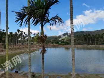 三亚天涯区13.3亩农家庭院使用权合作