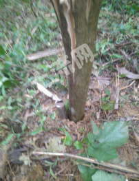 崇左大新县100平米宅基地使用权出租