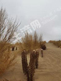 巴音郭楞且末县 12000亩 其它林地 经营权合作