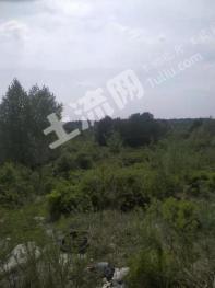 锦州义县 1200亩 有林地 经营权转让