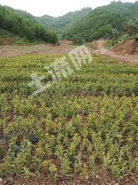 陇南西和县 3000亩 有林地 经营权合作