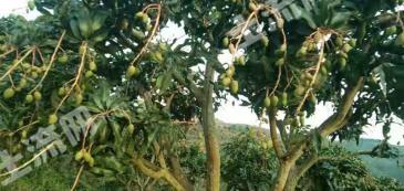 百色右江区 460亩 旱地 经营权转包