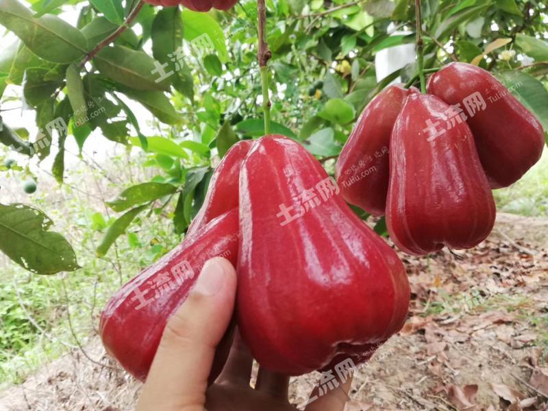 海南昌江黎族自治县 24亩 果园 （含有几种高端热带果树品种）经营权出租