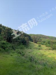 黄冈团风县 900亩 乔木林地 经营权出租