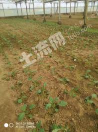 徐州铜山区12亩旱地经营权大棚