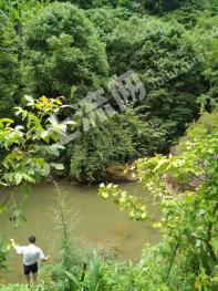 广元旺苍县 800亩 果园 经营权转让