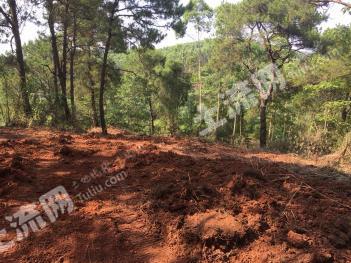 南宁邕宁区 40亩 有林地 经营权出租