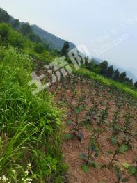 巴中巴州区 400亩 水田 经营权出租