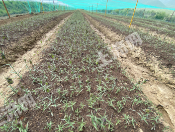 宝鸡太白县 100亩 水浇地 经营权转让