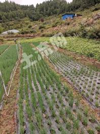 达州宣汉县 30亩 水田 经营权出租