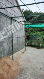 烟台芝罘区13亩果园经营权出租