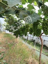 淮安淮安区50亩果园经营权转让