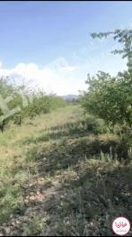 伊犁伊宁县 215亩 果园 经营权出租