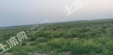 通辽开鲁县 30000亩 人工草地 经营权出租