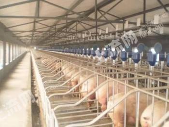 邯郸复兴区 50亩 有林地 经营权出租