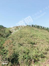 西双版纳勐腊县 80亩 旱地 经营权转包