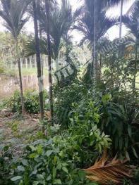 海南保亭黎族苗族自治縣75平米住宅-宅基地使用權(quán)出租