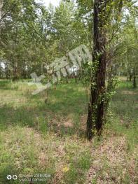 忻州原平市 31.09亩 其它林地 经营权转让