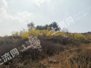 邯郸涉县 3700亩 其它林地 经营权转让