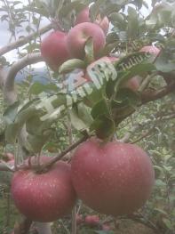 红河蒙自市 20亩 果园 经营权转让