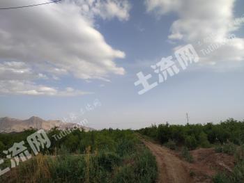 喀什巴楚县 200亩 有林地 经营权转让