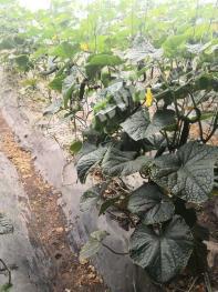 呼和浩特赛罕区1740平米农家庭院出租