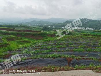 四川达州 1000亩 耕地 经营权出租