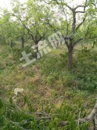 天津西青区 4亩 水浇地 经营权出租