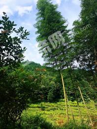 龙岩武平县 1000亩 有林地 经营权转让