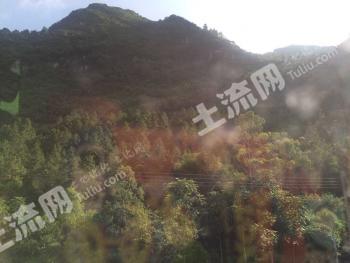 江门恩平市 50亩 有林地 经营权出租