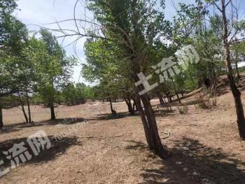 赤峰林西县50亩旱地经营权出租