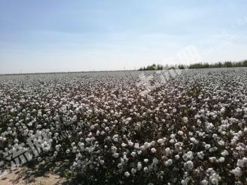 哈密伊州区 124亩 水浇地 经营权出租