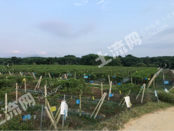 屯昌县枫木镇35亩 百香果园经营权转让