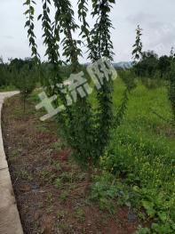 绵阳三台县 400亩 果园 经营权转让