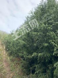 桂林灵川县 2800亩 乔木林地 经营权转让