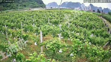 南宁马山县 8亩 果园 经营权转让