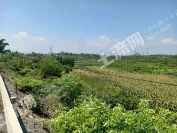 百色田东县 3000亩 水田 经营权出租