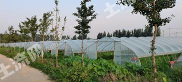 石家庄正定县 100亩 水浇地 经营权转包