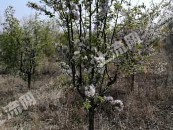 泰安宁阳县 560亩 水浇地 经营权转让