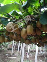 淄川6亩果园经营权转让