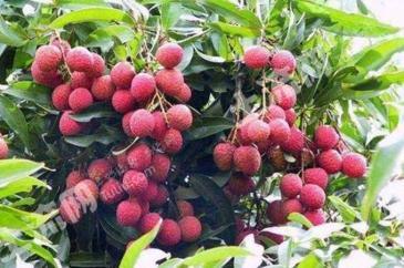 普洱市澜沧拉祜族自治县 50亩 果园 经营权转让