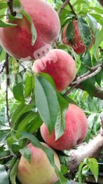 周村4亩果园经营权转包