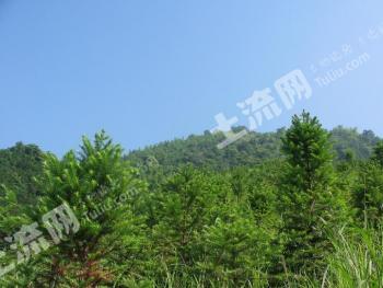 桂林灌阳县 2000亩 有林地 经营权合作