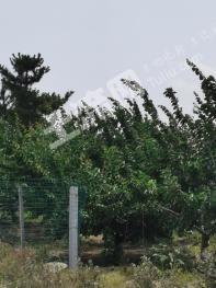 烟台福山区14亩樱桃园经营权转让