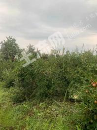 抚州崇仁县 676亩 有林地 经营权转让